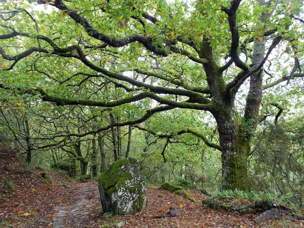 Arribeirados Ribeira Sacra Belesar